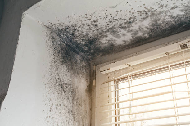 Affordable Mold Cleanup solutions in La Center, WA